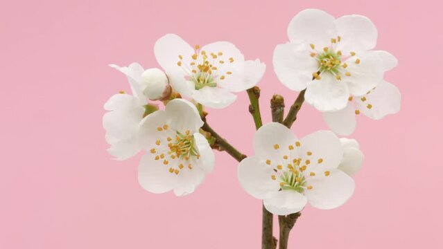 Spring flowers opening over pink background, time lapse. Beautiful Spring Apricot tree blossom timelapse, close up. Easter fresh pink blossoming apricot, cherry closeup. Blooming backdrop. 