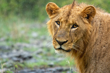 Portrait of a lion at Nairobi National Park, Kenya