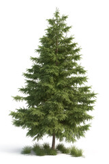 Evergreen tree, fir tree isolated on white background, front view. Generative art