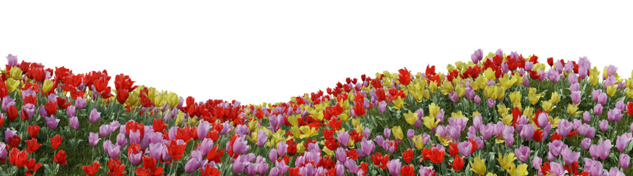 Evergreen flowers and grass field in nature, Tulip on garden in springtime, Tropical forest isolated on transparent background - PNG file, 3D rendering illustration for create and design or etc