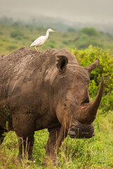 An  egret riding on a top of a white rhino in Nairobi National Park, Kenya © martin