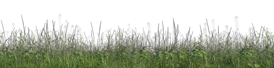 Evergreen grass field and flowers in nature, meadow in springtime, Tropical forest isolated on transparent background - PNG file, 3D rendering illustration for create and design or etc