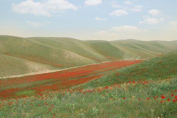 panorama of a field of red poppies with blue sky