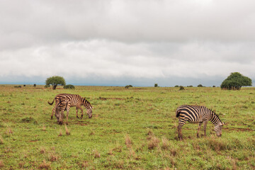 herd of zebras at Nairobi National Park, Kenya