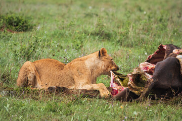 Fototapeta na wymiar Lions feeding on a buffalo carcass at Nairobi National Park, Kenya 
