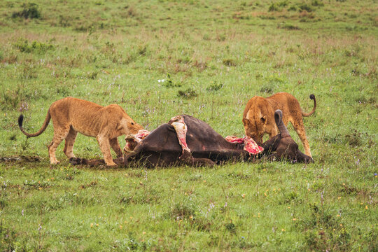 Lions feeding on a buffalo carcass at Nairobi National Park, Kenya 