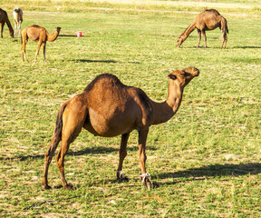 Camels on sunny green meadow