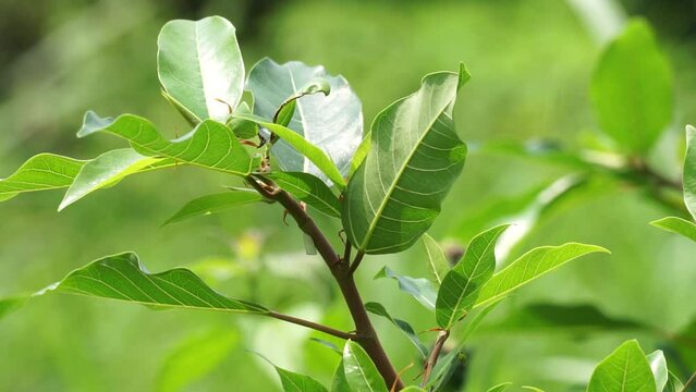 Ficus racemosa (the cluster fig, red river fig, gular, elo, loa, Ficus glomerata). In India, the bark is rubbed on a stone with water to make a paste, which can be applied to boils or mosquito bites.