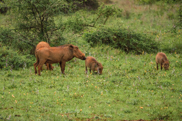 Fototapeta premium A herd of warthog at Nairobi National Park, Kenya