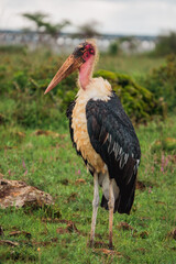 A lone Marabou Stork at Nairobi National Park, Kenya