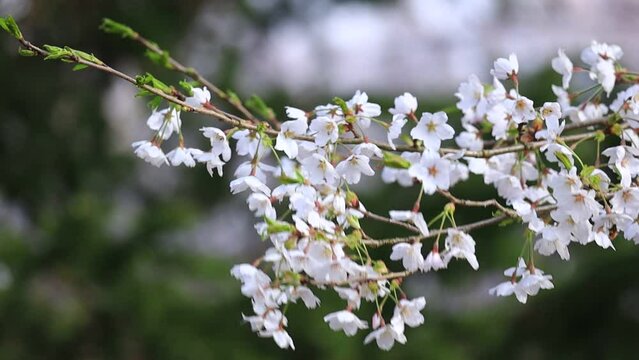 風に揺れる桜の花