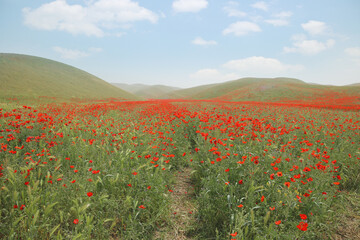 panorama of a field of red poppies with blue sky