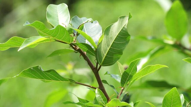 Ficus racemosa (the cluster fig, red river fig, gular, elo, loa, Ficus glomerata). In India, the bark is rubbed on a stone with water to make a paste, which can be applied to boils or mosquito bites.