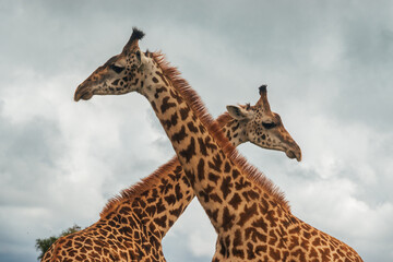 Two male giraffes fighting at Nairobi National Park, Kenya - obrazy, fototapety, plakaty