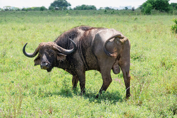 A portrait of a lone male buffalo looking at the camera at Nairobi National Park, Kenya