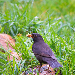 Caring father. Male of Blackbird with worms in its beak. His Latin name is Turdus merula.
