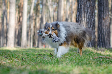 Cute tricolor dog sheltie breed is running and playing with toy rope on green grass. Shetland sheepdog in spring or summer park or forest