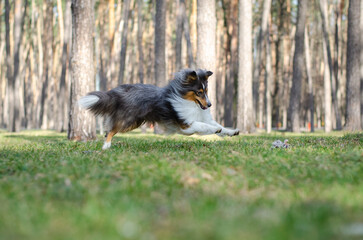 Cute tricolor dog sheltie breed is running and playing with toy rope on green grass. Shetland...