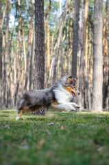 Cute tricolor dog sheltie breed is running and playing on green grass. Shetland sheepdog in spring...