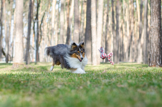 Cute tricolor dog sheltie breed is running and playing with toy rope on green grass. Shetland sheepdog in spring or summer park or forest