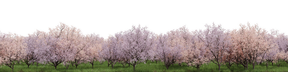 Obraz na płótnie Canvas Evergreen flowers and grass field in nature, Cherry blossom tree on garden in springtime, forest isolated on transparent background - PNG file, 3D rendering for create and design or etc