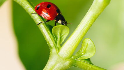Ladybug under the basil leaf o fa plant
