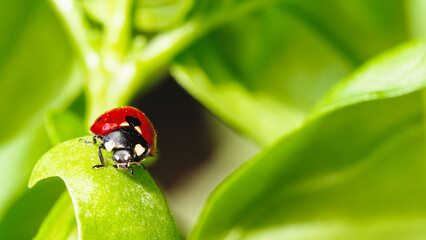 Ladybug under the basil leaf o fa plant