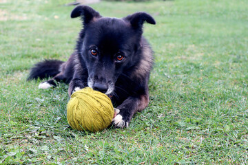 A black dog plays with a ball of green thread on the lawn