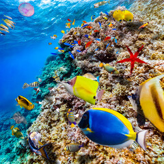 Magnificent underwater world of the tropical ocean.