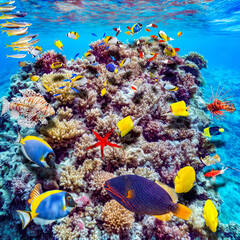 Fototapeta na wymiar Magnificent underwater world of the tropical ocean.