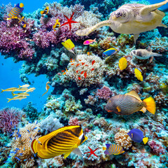 Obraz premium Magnificent underwater world of the tropical ocean.