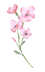 Fototapeta na wymiar Flower for greeting card, invitation, poster, wedding decoration. Illustration isolated on white.
