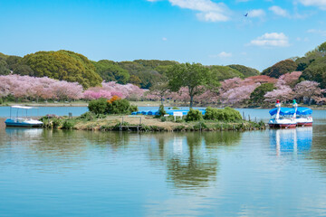 Fototapeta na wymiar 池の周りに咲く桜