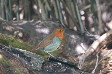 japanese robin in a forest