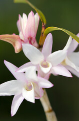 Pale white and pink flowers monocots of Dendrobium moniliforme (Black background, close up macro photography)