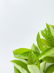 Green leaves at the bottom with empty space for text or inscription. concept