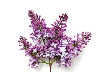 lilac flowers isolated on white 