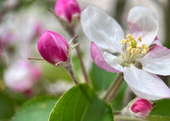 Fototapeta na wymiar pink apple blossom on nature blur background 