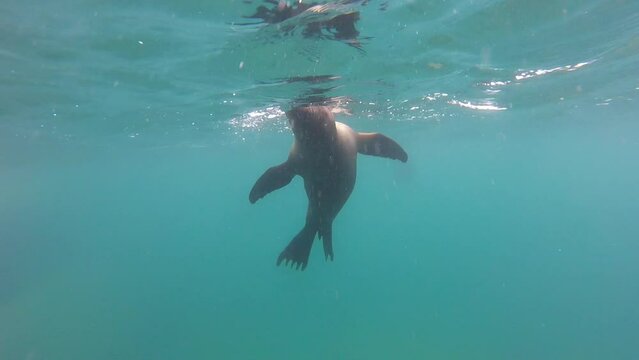 Le&oacute;n Marino Foca sumergi&eacute;ndose 