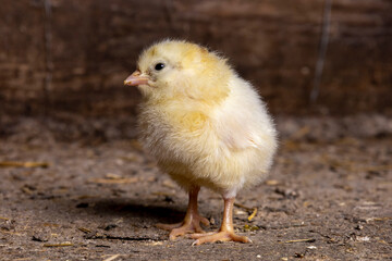 Little chickens at a poultry farm.