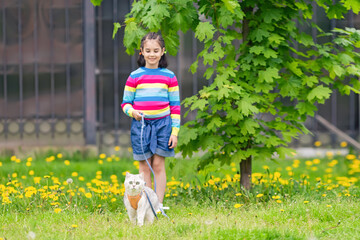 a little girl walks an adorable white British cat wearing an orange harness.