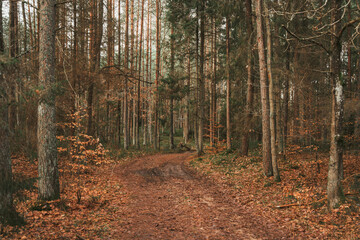 Obraz premium Forest landscape view. Concept of nature preservation.