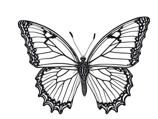 butterfly on white background