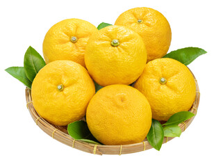 Fresh Sweet Yuzu Orange fruit in wooden basket isolated on white background, Kochi Yellow Yuzu isolated on white background PNG File..