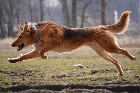 russian half-breed hound running in the field