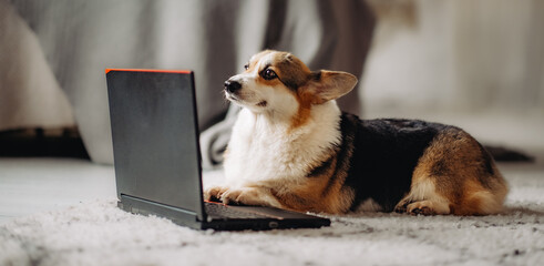 Cardigan welsh corgi wearing glasses and working on a laptop