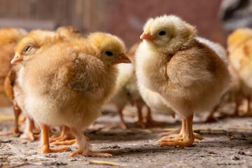 Little chickens at a poultry farm.