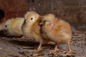 Little chickens at a poultry farm.