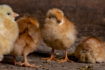Little chickens at a poultry farm.