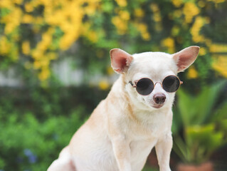 brown short hair  Chihuahua dog wearing sunglasses  sitting on green grass in the garden with yellow  flowers blackground,.
